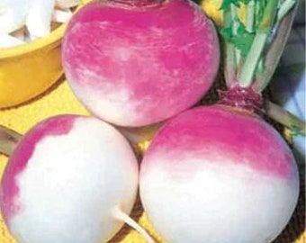 Purple Top Turnip Seed, NON-GMO, Heirloom Turnip Seed, Multiple Pack Sizes