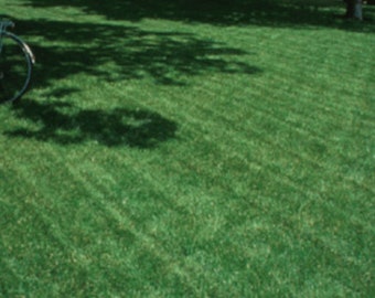 Turf type tall fescue seed, professional blend of fescue seeds, 1 and 5 lb. packs