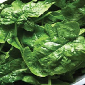Spinach Seeds, Bloomsdale Spinach Seed, NON-GMO, Heirloom Seed, 100 Seed Pack