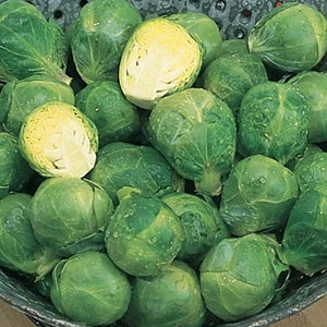 Brussel Sprouts, Long Island Brussel Sprouts Seeds, 300+ Seeds, Heirloom, NONGMO