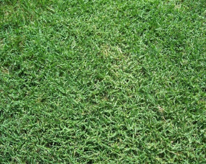 Notill Winter Rye Grass Seed/per Pound Etsy