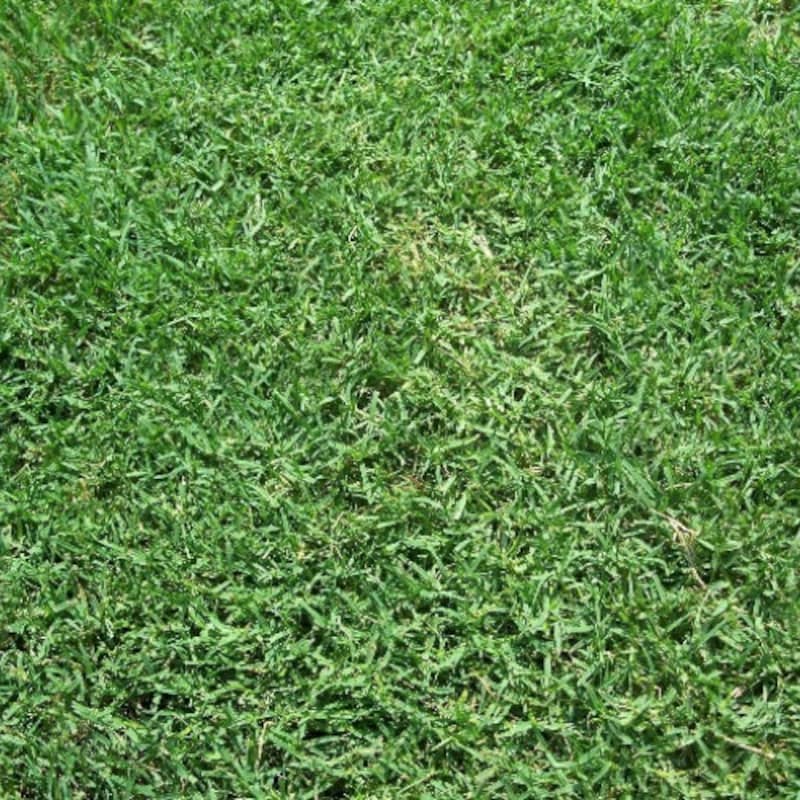 St Augustine Grass Seed - Etsy