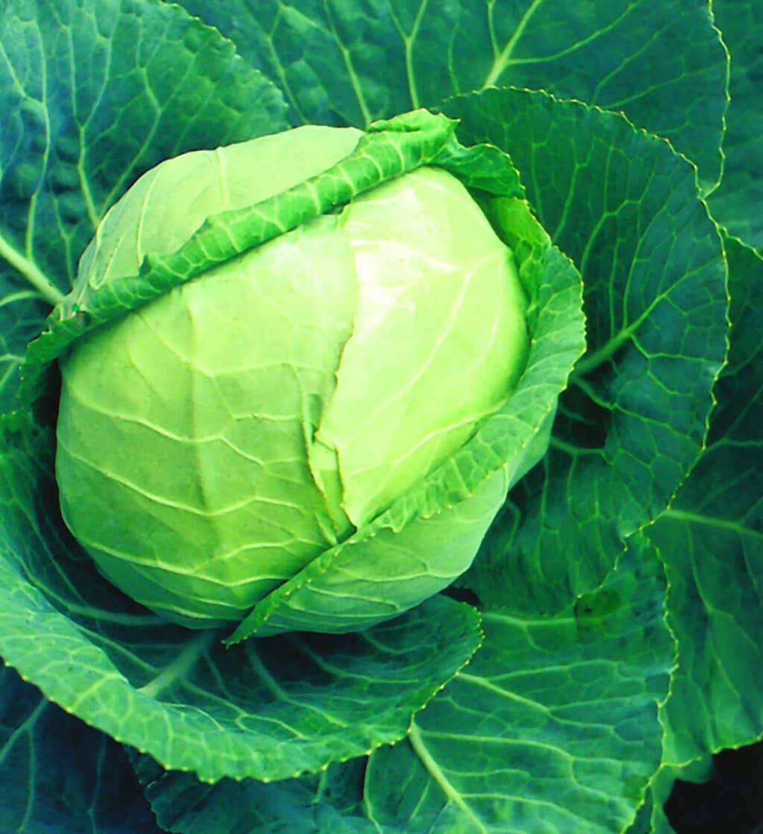 Cabbage Late Flat Dutch 1/2 Oz. Pack Approx. 34000 Seeds Etsy