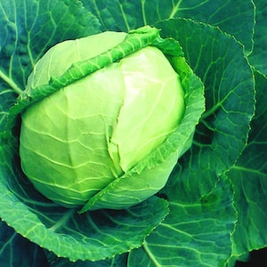 May include: A close-up image of a fresh, green cabbage head surrounded by large, textured leaves. The cabbage is a pale green color, with tightly packed leaves forming a round shape. The outer leaves are a darker green.