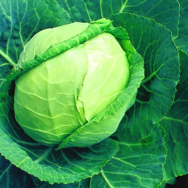 Cabbage , Late Flat Dutch Cabbage Seed, 250 Seed Pack, NON-GMO Vegetable Seed