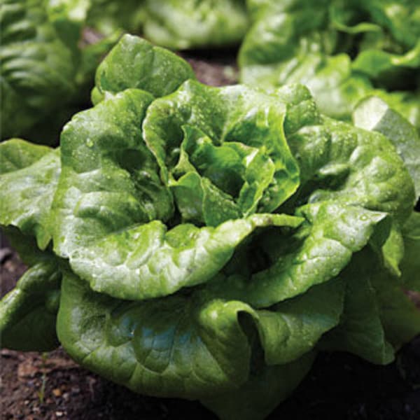 Buttercrunch Lettuce Seed, NON-GMO, Buttercrunch Lettuce Seeds, 1000 Seed Packet