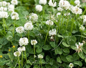 White Clover Seed, White Dutch Clover