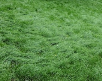 No Mow Lawn Grass Seed, Dwarf Fine Fescue Mix, Low Maintenance Lawn Seed
