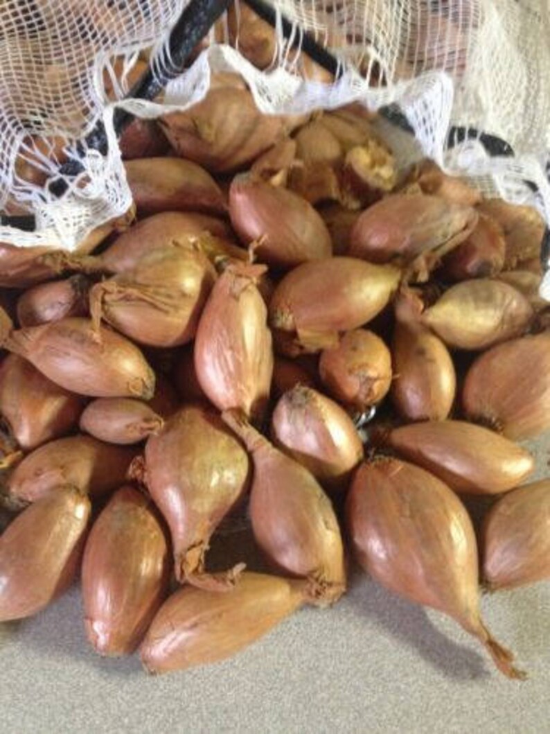 Shallots Multiplying Onion Sets Mild Flavor 12 Ounces Etsy