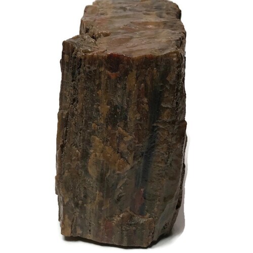 Petrified wood slab fossil paperweight selling home/office decor