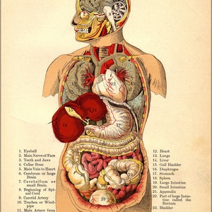 Poster, Many Sizes Available; Internal Organs Of The Human Body From The Household Physician, 1905 6404030777