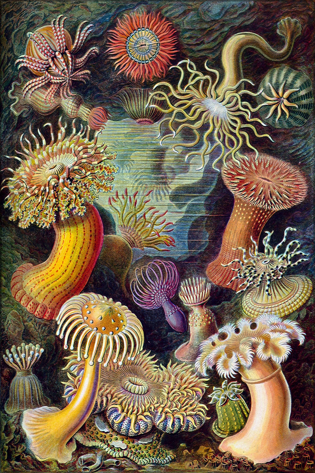 絵画 anemone 絵画 anemone Anemone 24x36