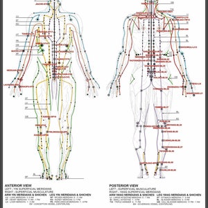 Poster, Many Sizes Available; Chinese Or Human Body Meridians For Martial Arts & Medicine