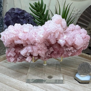 May include: A large, pink halite crystal cluster with a crystalline structure, displayed on a clear acrylic stand. The crystal is a soft pink color, with a rough, textured surface. A quarter is next to the crystal for size comparison.