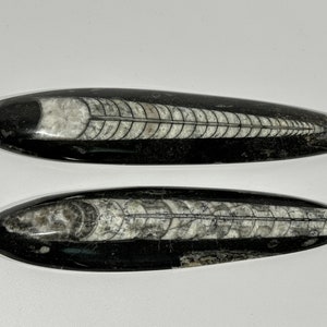 Orthoceras Fossils Sold Individually