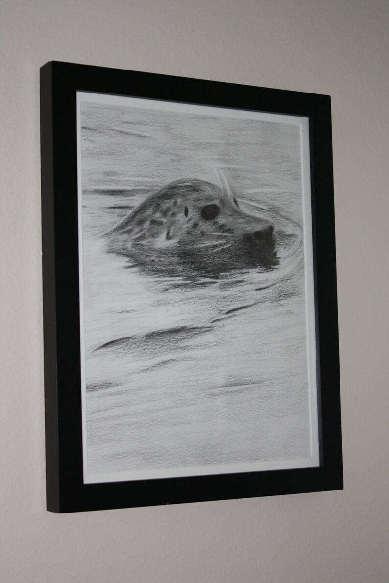 21+ Harbor Seal Drawing Gif