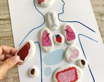 Juego Montessori de emparejamiento del cuerpo humano / Órganos internos imprimibles / Actividad de anatomía para niños / Ciencias para la educación en casa