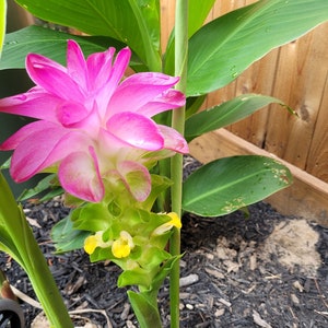 Curcuma ELATA hidden lily ginger flower giant plume mature Rhizome w/ roots. image 1