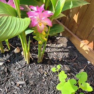 Curcuma ELATA hidden lily ginger flower giant plume mature Rhizome w/ roots. image 4