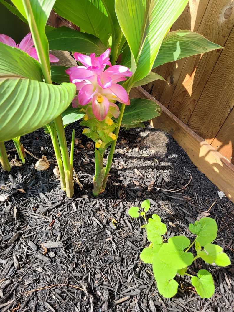 Curcuma ELATA hidden lily ginger flower giant plume mature Rhizome w/ roots. image 4