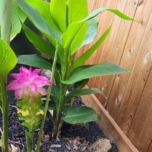 Curcuma ELATA hidden lily ginger flower giant plume mature Rhizome w/ roots. image 3