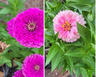 Purple & Pink Early Bird Zinnia, Double Flowered Purple , Cut Flower, Attracts Butterflies to Your Garden 25 seeds of Each  50 seeds total