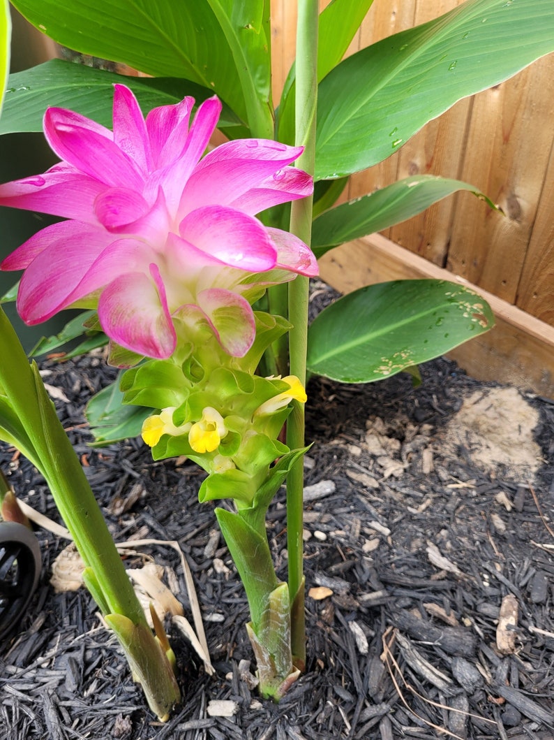 Curcuma ELATA hidden lily ginger flower giant plume mature Rhizome w/ roots. image 1