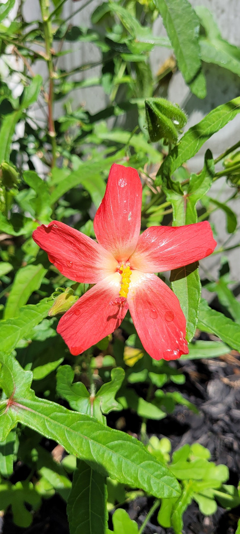 35 Pcs Seeds Hibiscus Abelmoschus Moschatus Ambrette Musk Mallow Flower ...