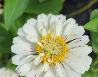 White Early Bird Zinnia, Flowered White with Pink Flecks  , Cut Flower, Attracts Butterflies to Your Garden 25 Seeds