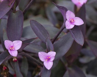 3 Purple Heart, Purple Queen, Purple Secretia Plants 3 plants per order