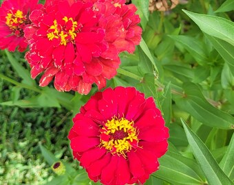 Red Early Bird Zinnia, Double Flowered Red , Cut Flower, Attracts Butterflies to Your Garden 30 Seeds