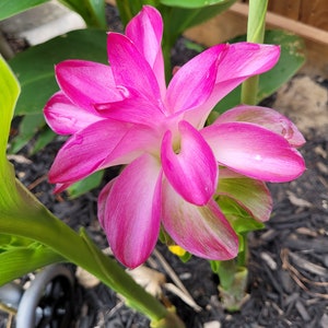 Curcuma ELATA hidden lily ginger flower giant plume mature Rhizome w/ roots. image 2