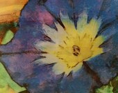 Colorful floral wall art, Convolvulus Royal Ensign  [8 inches square]