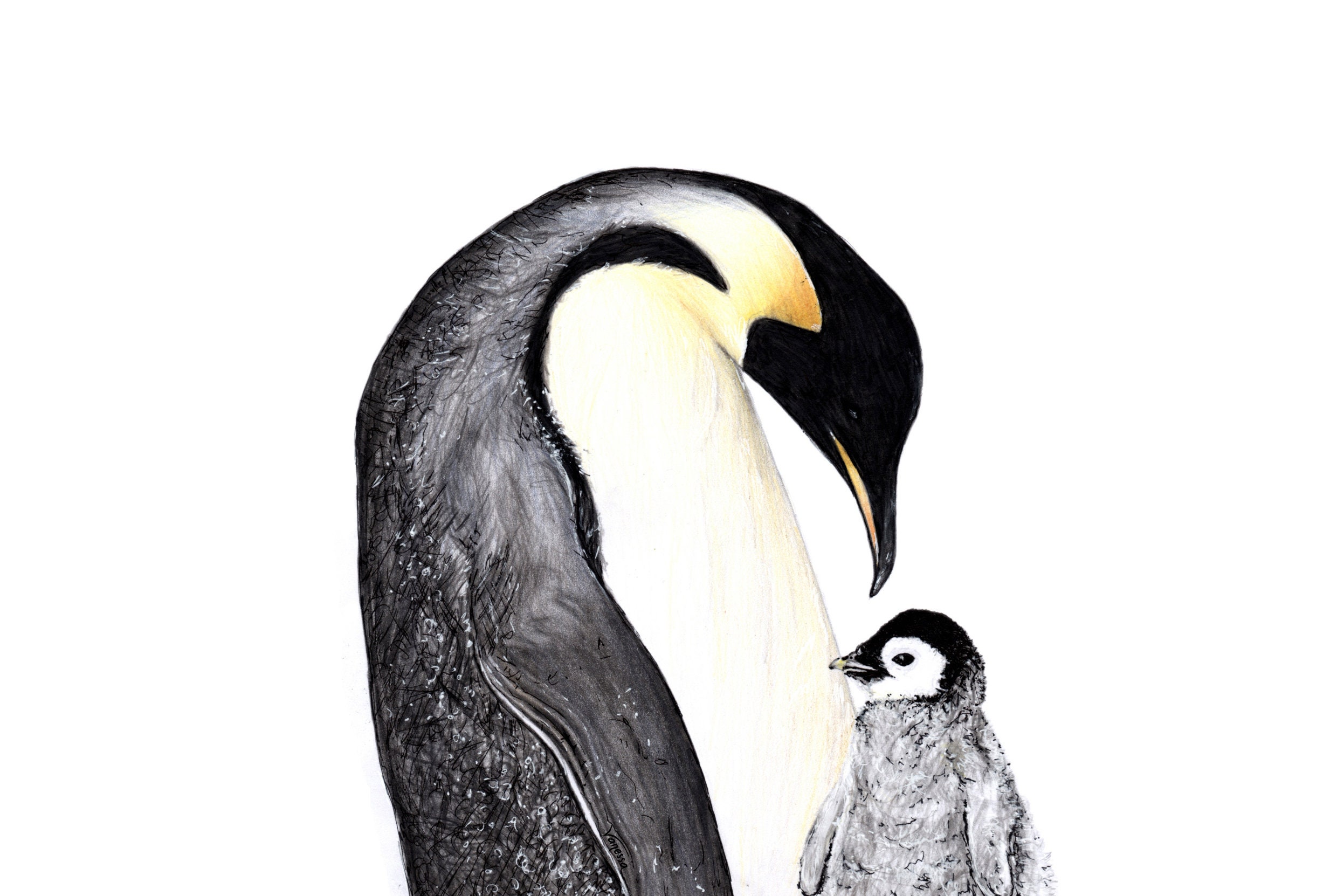 ORIGINAL SIGNED Emperor Penguin With Baby Drawing Wildlife - Etsy Canada