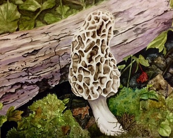 The Thrill of the Hunt, morel mushroom, 11x15" print