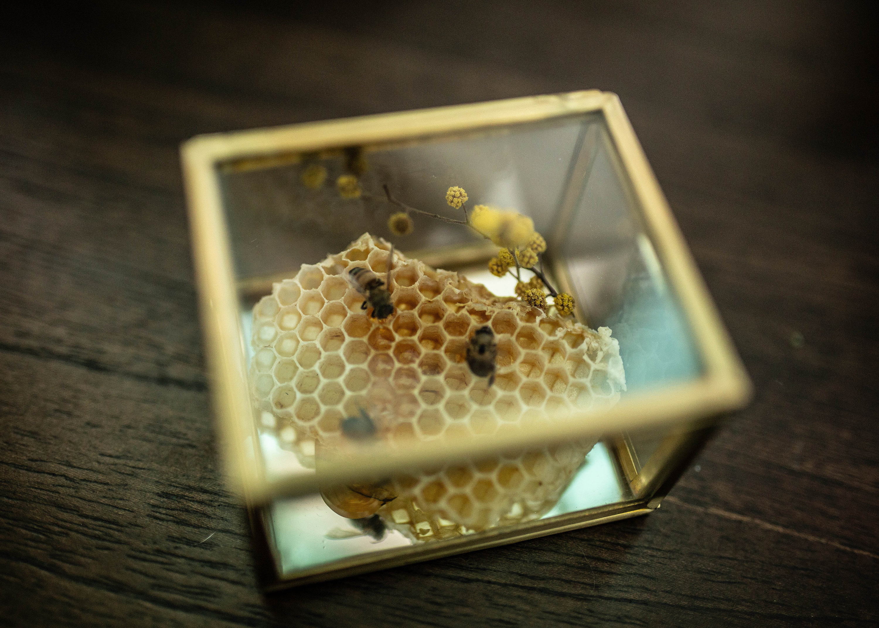 Bumble Bee Box - Etsy