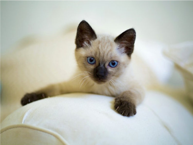 Siamese Kitten Blue Eyes Dark Paws Fuzzy Soft Cute Cat Poster Print Paper OR Wall Vinyl image 1