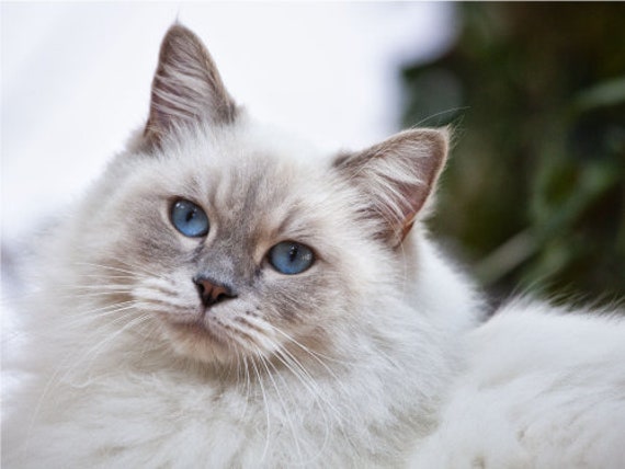 fuzzy white cat