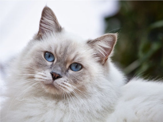 white fluffy cat