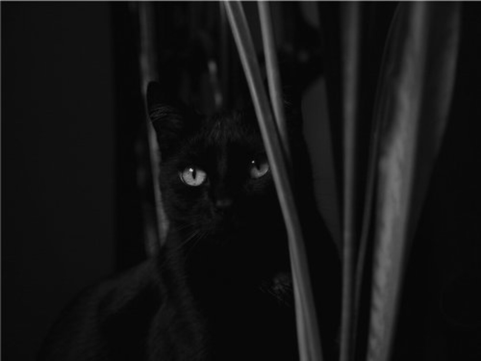 Black Cat Hiding in the Darkness Cat Poster Print Paper OR Etsy