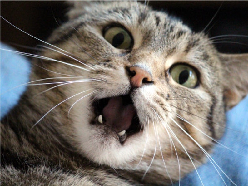 Funny Cat Mouth Open Surprised Face Close up Cat Poster Print - Etsy