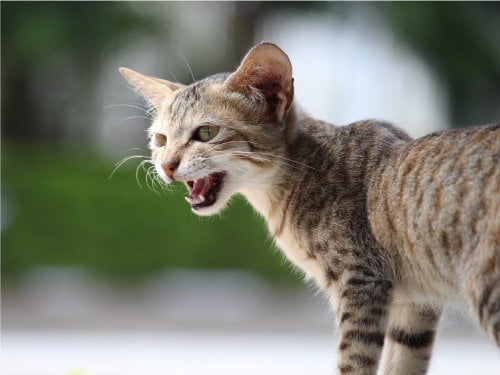An Angry Cat With Its Mouth Open Background, Goofy Cat Pictures