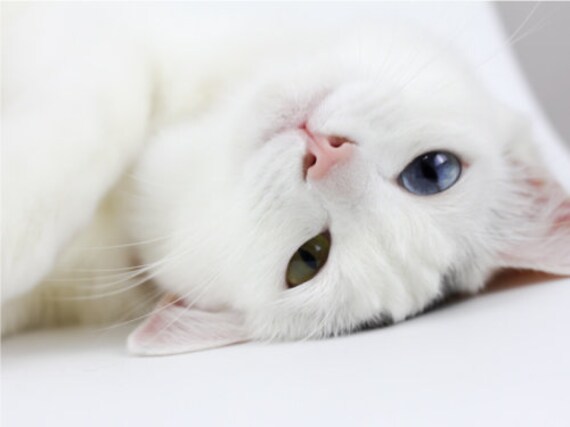 Weisse Katze Susse Pose Die Dumme Katze Poster Druck Papier Etsy