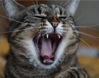 Cat Roaring Yelling Yawning Funny Cat Poster Print Paper OR Wall Vinyl