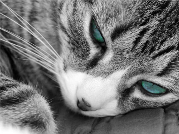 Cat Aqua Green Eyes Napping Cat Poster Print Paper OR Wall Vinyl