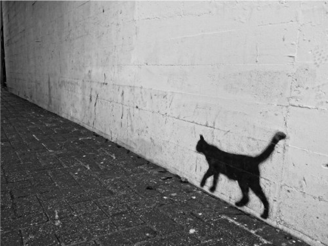 Black Cat Shadow on Wall Cat Poster Print Paper OR Wall Vinyl Etsy