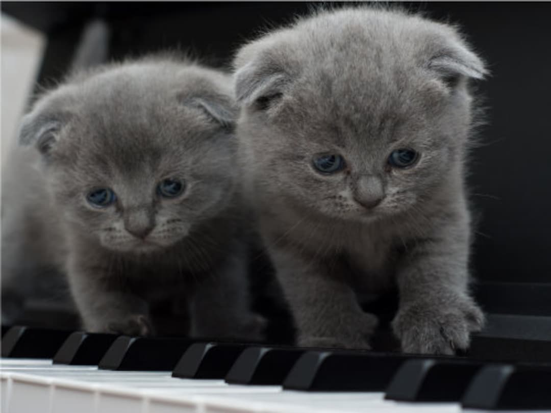 Süßeste Kätzchen Combo Fuzzy grau Katzen blaue Augen Katze Poster Druck  Papier oder Wand Vinyl