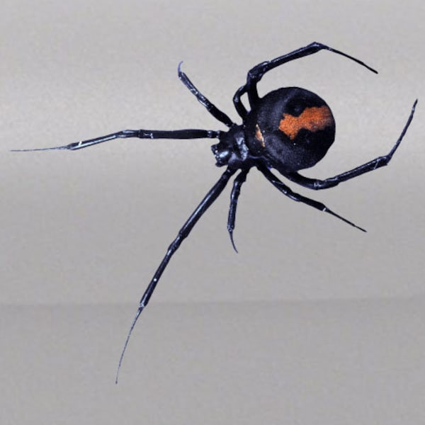 4.5" 3D Spider Realistic Laptop Crawling Black Widow Creepy Side Hood Door Car Bed Pickup Vehicle Truck Vinyl Graphic Decal Tailgate Dell US