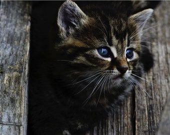 Kitten Poking Head out Looking for Birds Cat Poster Print Paper OR Wall Vinyl