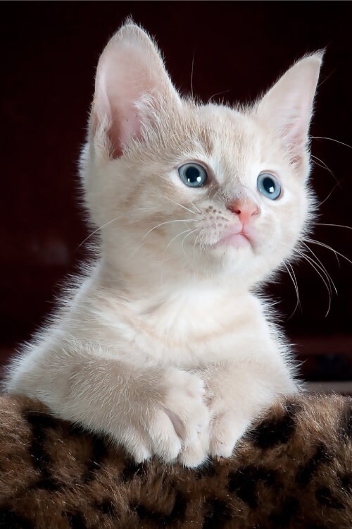 White Kitten Cutest Pose Close Up Perfect Angel Cat Poster Print Paper OR Wall Vinyl